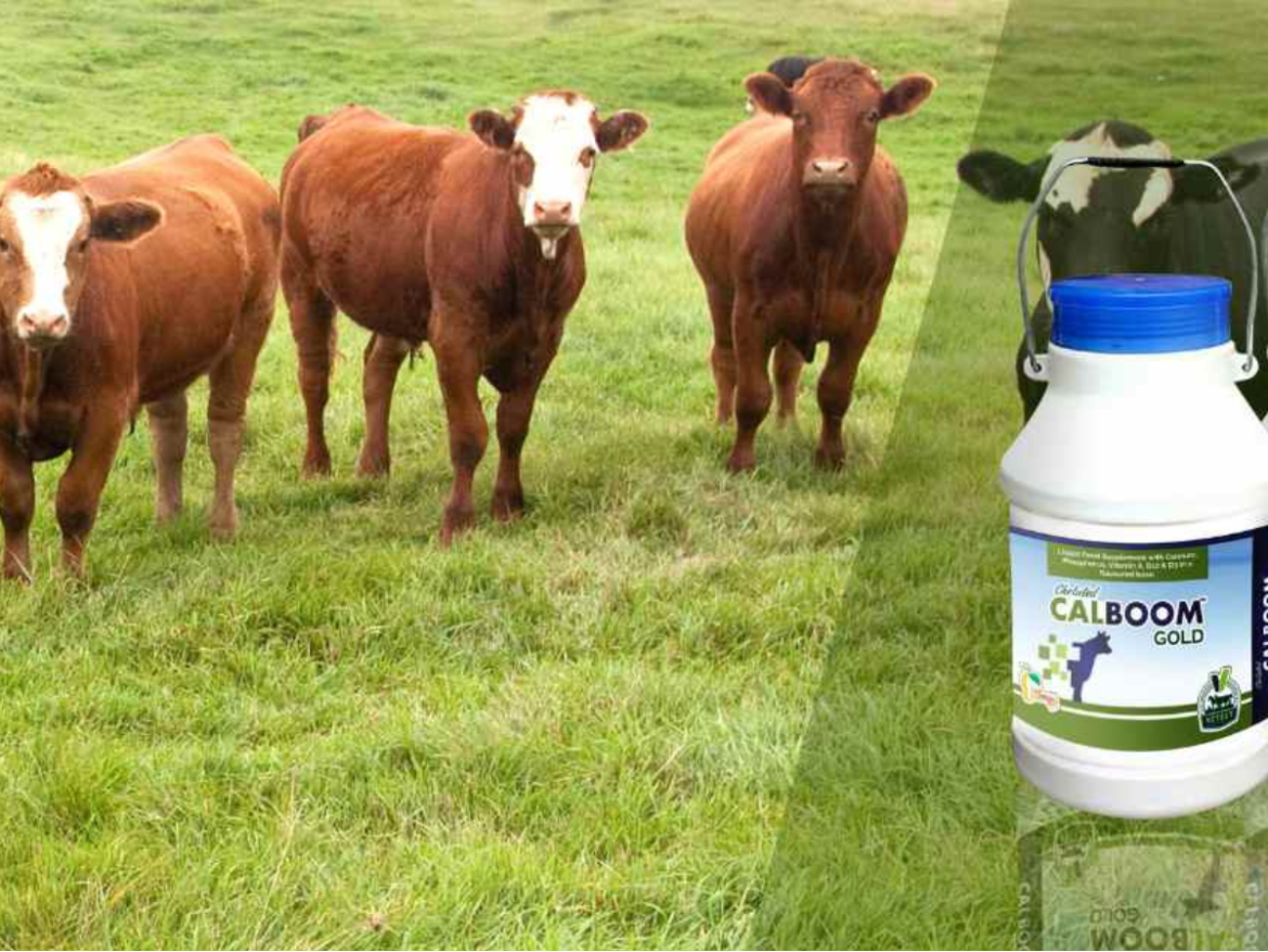 Veterinary Medicine Company Rajasthan: Advancing Animal Healthcare Through Innovation